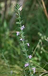 <i>Micromeria graeca</i> Species of plant