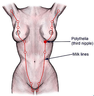 <span class="mw-page-title-main">Mammary ridge</span> Primordium specific for the development of the mammary gland