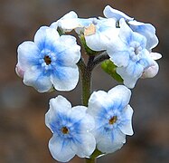 Cynoglossum borbonicum