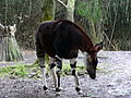 Okapi (Okapia johnstoni)