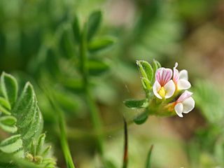 <i>Ornithopus perpusillus</i> Species of legume