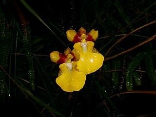 <i>Otoglossum</i> Genus of orchids