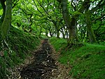 Abergavenny Priory Deer Park