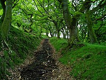 Path through trees - geograph.org.uk - 528797.jpg