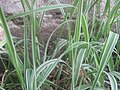 Royðrarroyggj (Phalaris arundinacea)