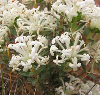 <i>Pimelea humilis</i> Species of plant