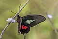 male P. e. timias Colombia