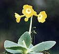 Primula auricula