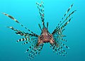 Vörös tűzhal (Pterois volitans)