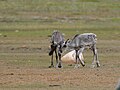 Двоє молодих барренлендських карибу (Rangifer tarandus groenlandicus) біля затоки Вагер