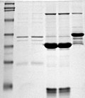 Thumbnail for Polyacrylamide gel electrophoresis