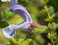 Salvia africana