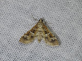 <i>Samea multiplicalis</i> Species of moth