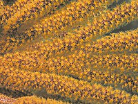 Sea fan, Anacapa Island