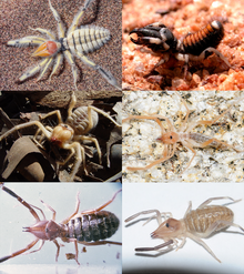 Solifugae collage.png