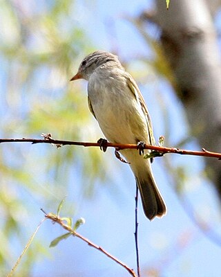 <span class="mw-page-title-main">Southern beardless tyrannulet</span> Species of bird