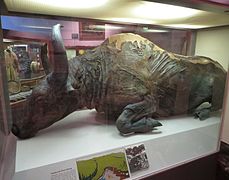 Steppe bison mummy.jpg