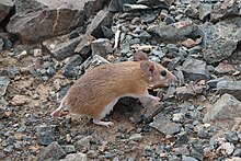 Tailless Arabian Spiny Mouse from Eastern Saudi Arabia