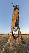 Two Arecaceae in the fields viewed through a hole in a tree stump in Laos at sunrise