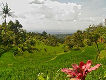 Paddy field placed under the valley of Madiun, Indonesia 834423P 20180330 140806-01.jpg