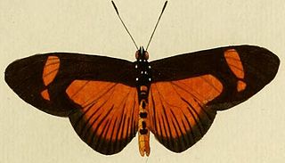 <i>Bematistes epaea</i> Species of butterfly