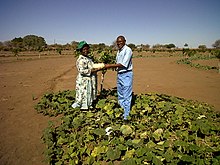 Venda farmers in the South of Zimbabwe. All 078.jpg