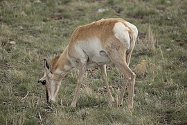 Antelope (Pronghorn) in Wyoming 2.jpg