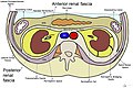 Highlighted anterior and posterior renal fascia