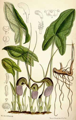 <i>Arisarum proboscideum</i> Species of flowering plant