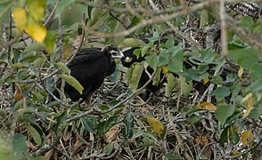 Black eagle nest