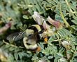 בומבוס החרמון (Bombus niveatus), נקבה אוספת צוף מקדד, החרמון