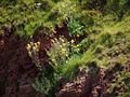 in the cliffs of Heligoland