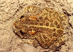 Sapo-corredor, Epidalea calamita