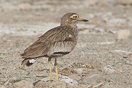 Senegaleeske tsjokpoat (Burhinus senegalensis)