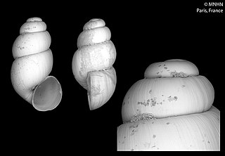 <span class="mw-page-title-main">Bythinellidae</span> Family of gastropods