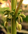 Image 20Male Cannabis flower buds (from Cannabis)