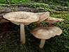 22 Commons:Picture of the Year/2011/R1/Collybia-platyphylla.jpg