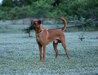 <span class="mw-page-title-main">Kombai dog</span> Dog breed