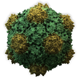 <i>Secoviridae</i> Family of viruses