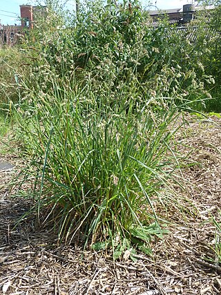 <i>Dactylis glomerata</i> Species of grass