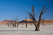 枯れてから550年が経つ木 - デッドフレイ（en:Dead Vlei）