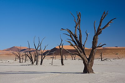 Bome in die Namibiese Dooievlei (ca. 550 jaar oud).