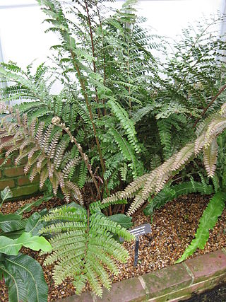 <i>Didymochlaena</i> Genus of ferns