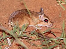 Emin's Gerbil.jpg