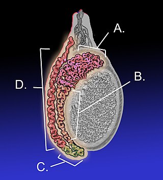 <span class="mw-page-title-main">Epididymis</span> Tube that connects a testicle to a vas deferens