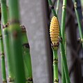 Vetrarbjølluvísa (Equisetum hyemale)