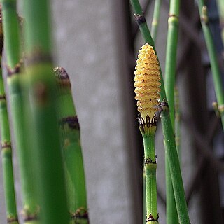 <i>Equisetum hyemale</i> Species of horsetail plant