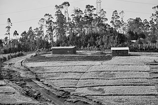 <span class="mw-page-title-main">Land reform in Ethiopia</span>