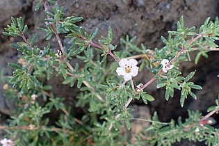 Salt glands on the leaves of Frankenia ericifolia