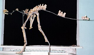 <i>Garudimimus</i> Ornithomimosaur genus from the Late Cretaceous